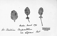 Puccinia lapsanae image